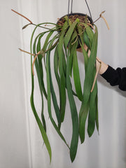Anthurium Vittarifolium groß