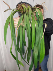 Anthurium Vittarifolium groß