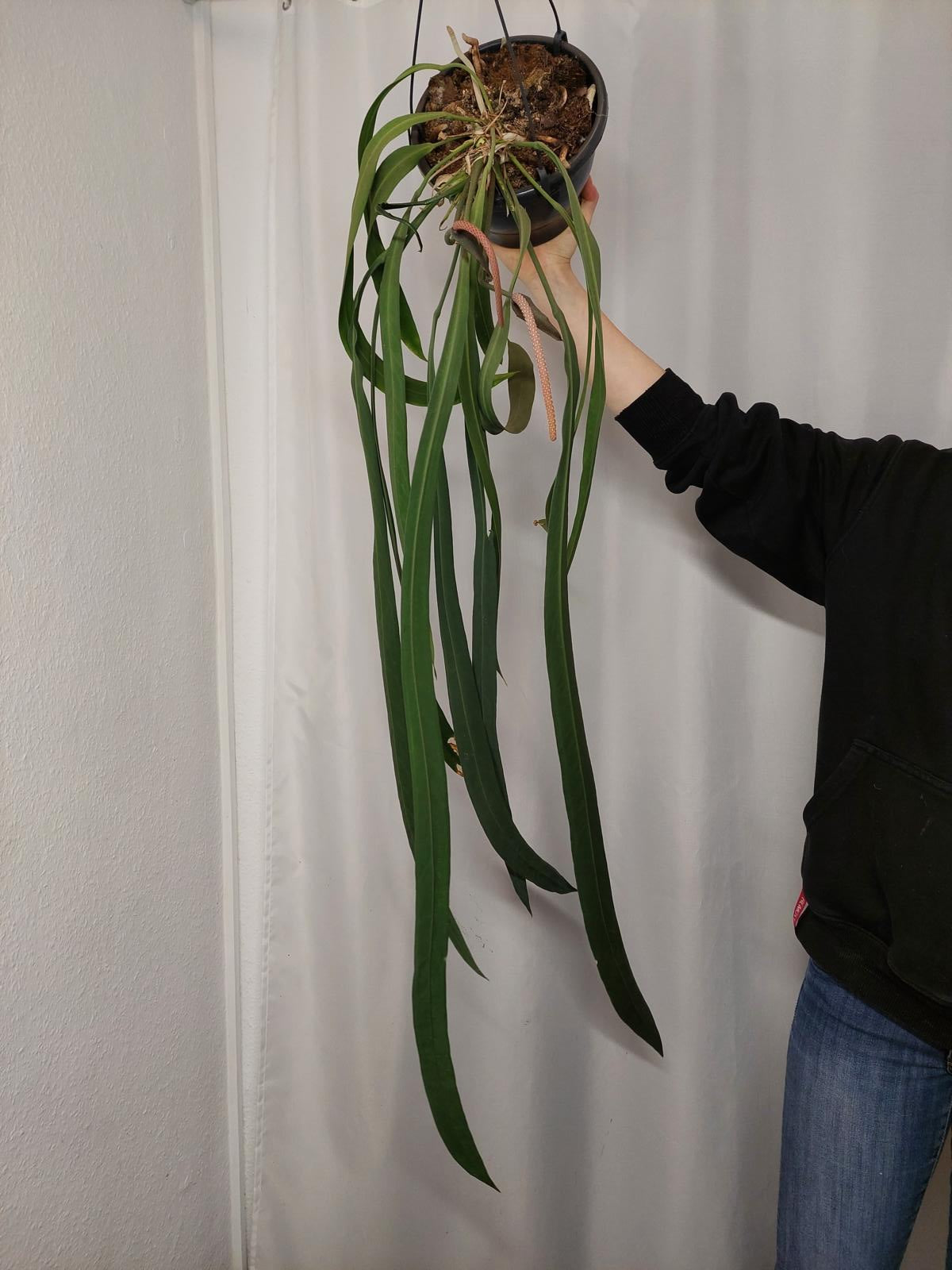 Anthurium Vittarifolium groß