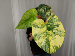 Philodendron Mamei Aurea Variegata