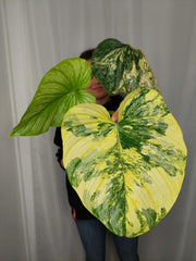 Philodendron Mamei Aurea Variegata