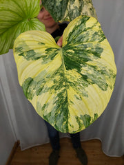 Philodendron Mamei Aurea Variegata