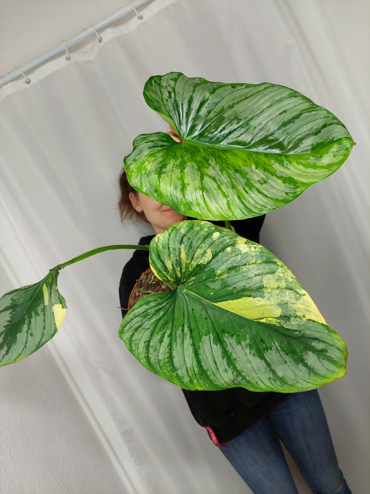 Philodendron Mamei Aurea Variegata