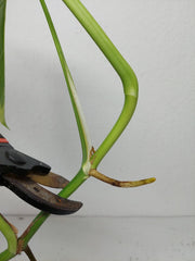 Monstera Aurea Stecklinge