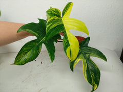 Philodendron Florida Beauty