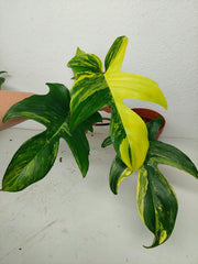 Philodendron Florida Beauty