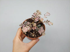 Phyllanthus Urinaria Pink Variegata
