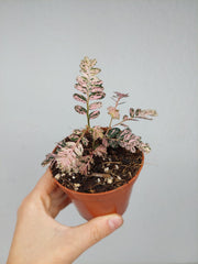 Phyllanthus Urinaria Pink Variegata