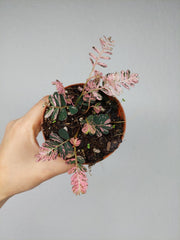 Phyllanthus Urinaria Pink Variegata