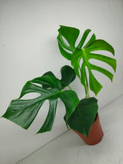 Monstera Sierrana