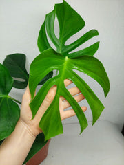 Monstera Sierrana