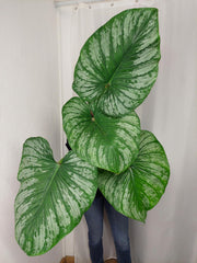 Philodendron Mamei XXL
