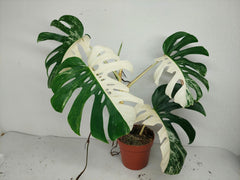 Sad Plants