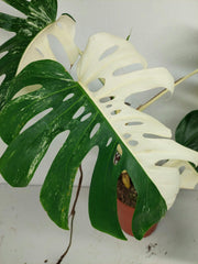 Sad Plants