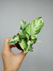 Syngonium Starlite T25