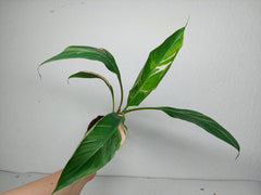 Musa Nono Tricolor