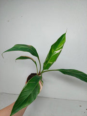 Musa Nono Tricolor
