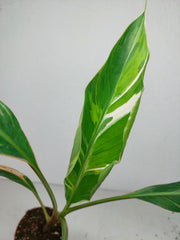 Musa Nono Tricolor
