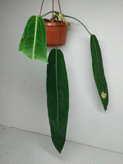 Anthurium Pallidiflorum