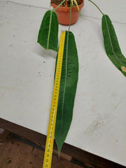 Anthurium Pallidiflorum