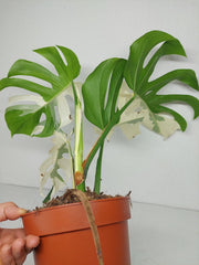 Sad Plants