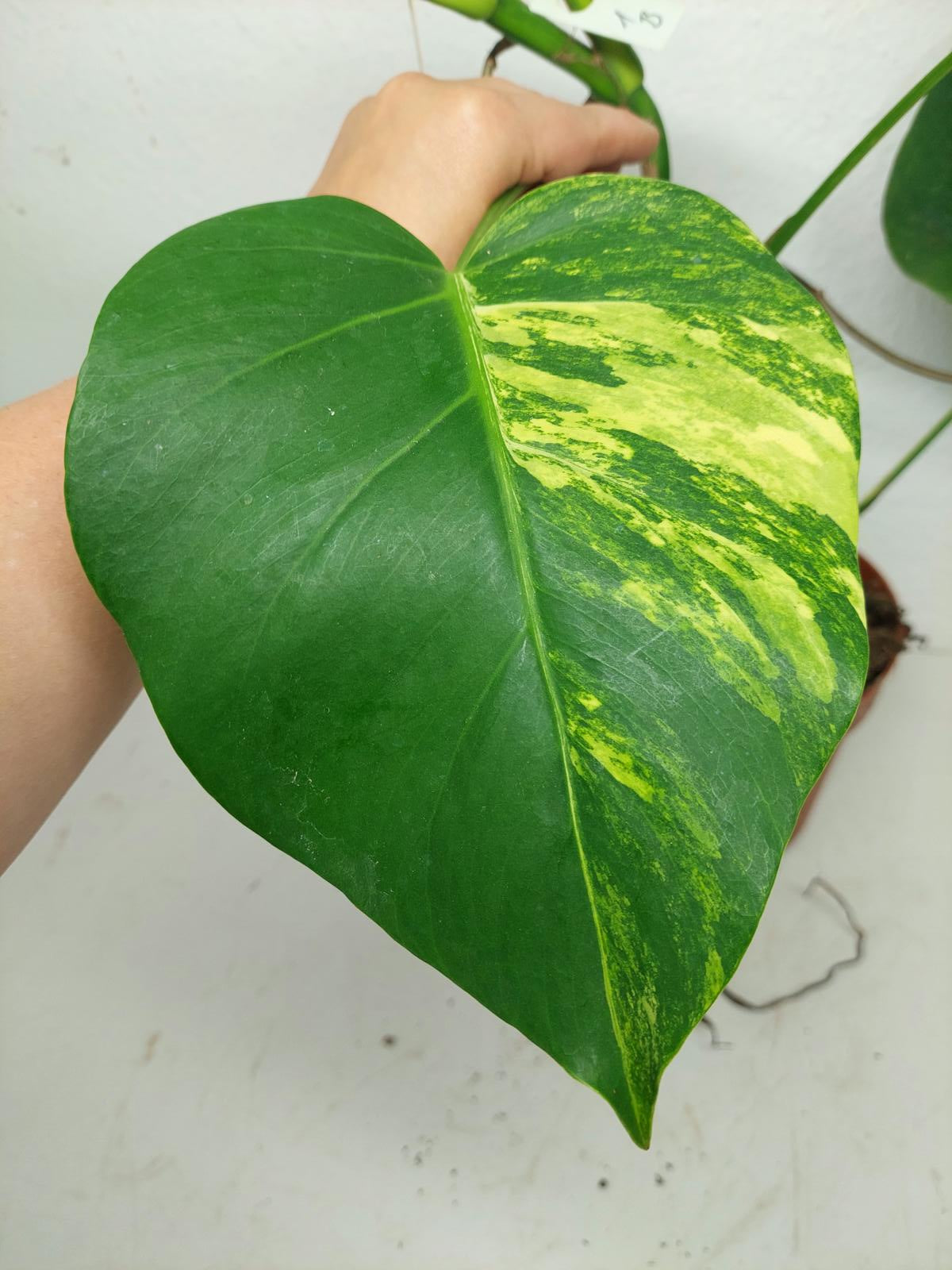Monstera Aurea Stecklinge