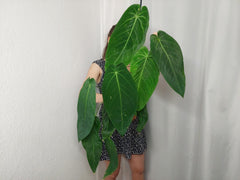 Anthurium Warocqueanum x Waterburyanum