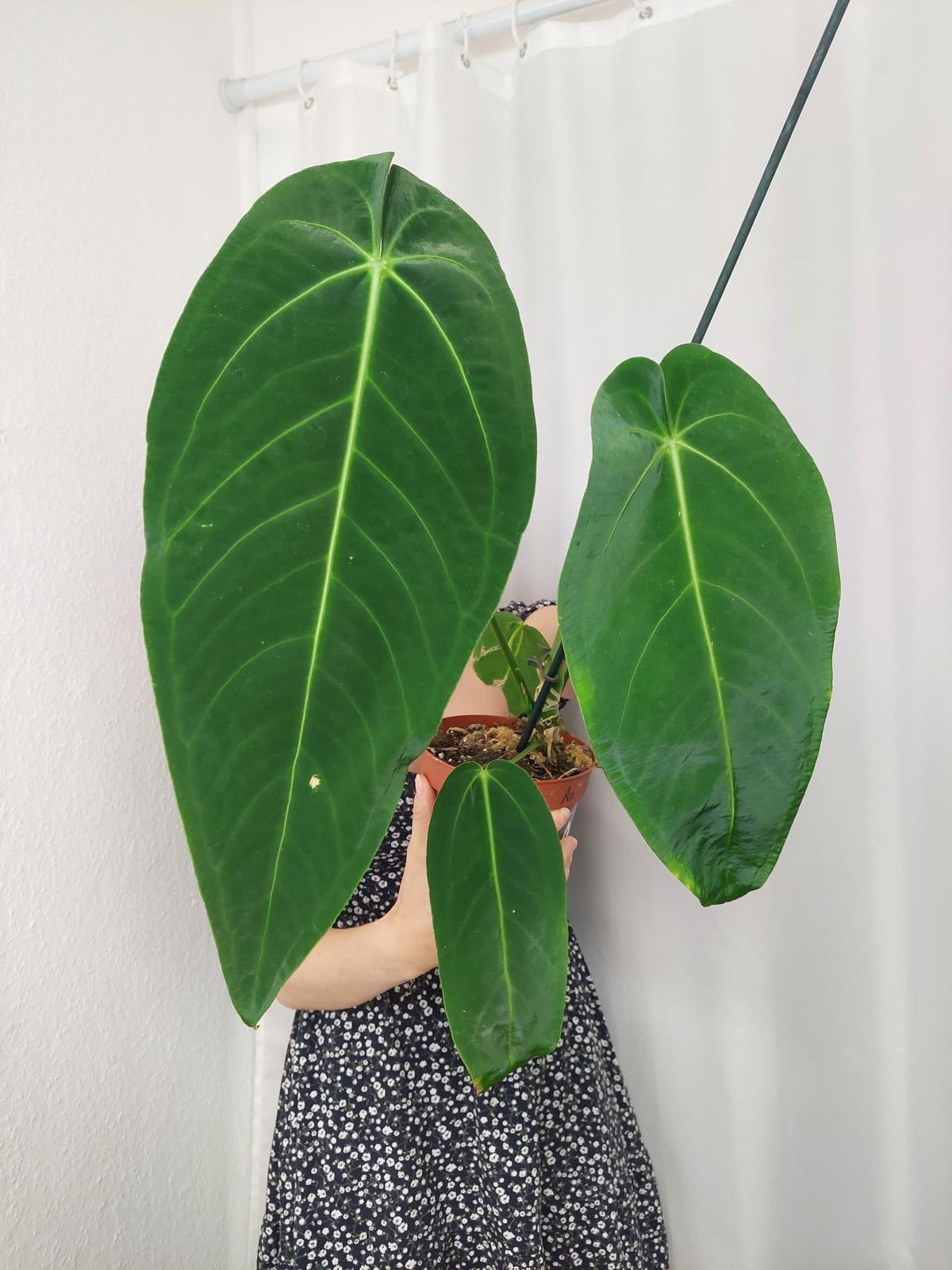 Anthurium Warocqueanum x Waterburyanum