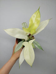 Philodendron Florida Ghost