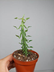 Ceropegia Simoneae