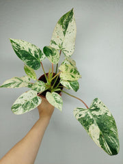 Philodendron Emerald Queen