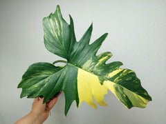 Philodendron Florida Beauty x Mayoi Variegata vergrünt