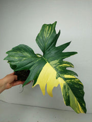 Philodendron Florida Beauty x Mayoi Variegata vergrünt