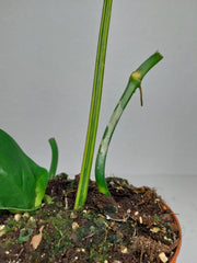 Philodendron Florida Beauty x Mayoi Variegata vergrünt