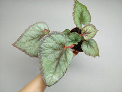 Begonia Flamingo Soul