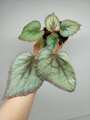 Begonia Flamingo Soul
