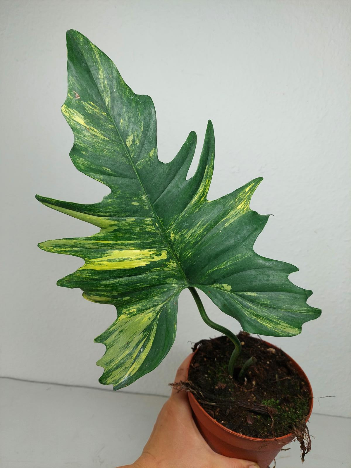 Philodendron Florida Beauty x Mayoi Variegata vergrünt