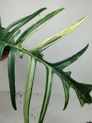 Philodendron Florida Beauty x Tortum Variegata vergrünt