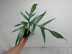 Philodendron Polypodiodes Variegata