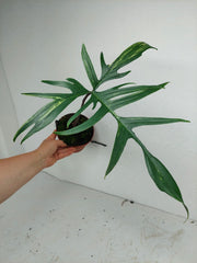 Philodendron Polypodiodes Variegata