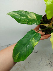Philodendron Florida Beauty x Bipennifolium Variegata