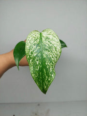 Monstera Devil Monster