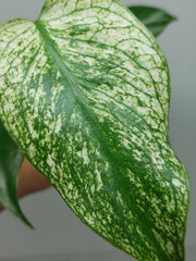 Monstera Devil Monster