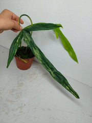 Philodendron Holtonianum Variegata