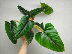 Philodendron Serpens