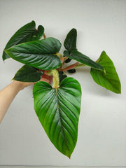 Philodendron Serpens