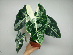 Alocasia Frydek Variegata