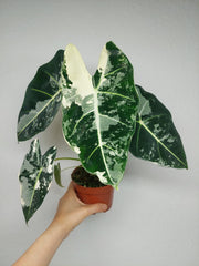 Alocasia Frydek Variegata
