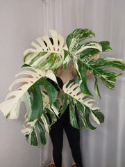 Monstera Variegata Adult