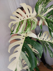Monstera Variegata Adult
